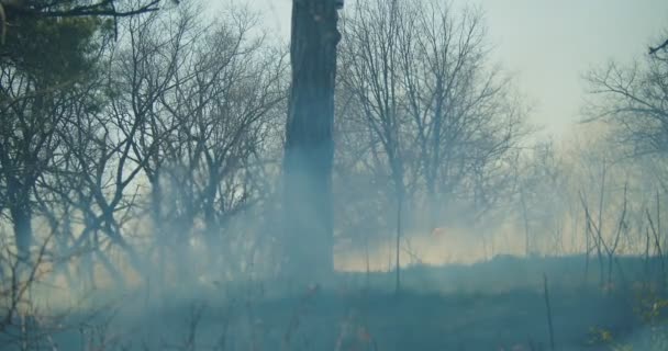 Bereketli Yeşil Ormanda Yayılan Bir Yangının Sinematik Kurgu Çekimi Yakından — Stok video
