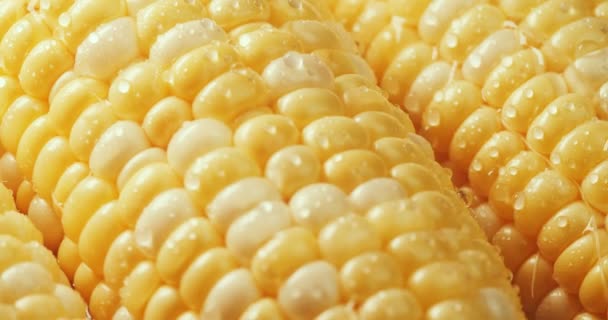 Farmen Sie Frischen Süßen Gelben Mais Mit Wassertröpfchen Gedreht Raw — Stockvideo