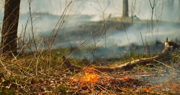 Filmación Cinematográfica Incendio Forestal Que Extiende Través Frondoso Bosque Verde — Vídeos de Stock
