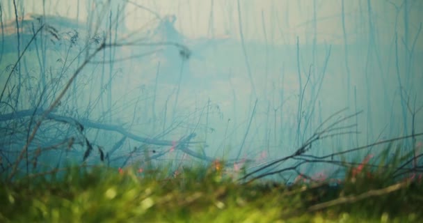Filmvetítés Egy Futótűzről Ami Átterjed Buja Zöld Erdőn Közelről Látni — Stock videók