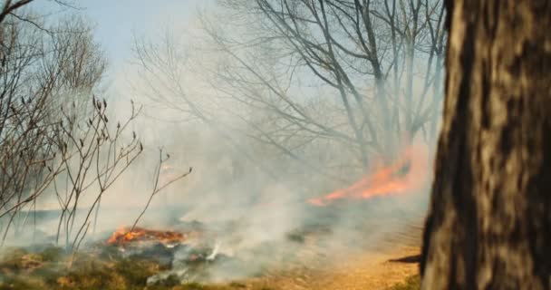 Film Tworzy Ujęcie Dzikiego Ognia Rozprzestrzeniającego Się Przez Bujny Zielony — Wideo stockowe