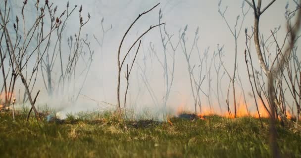 Cinemático Estabelecendo Tiro Incêndio Que Espalha Através Exuberante Floresta Verde — Vídeo de Stock