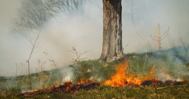 电影中拍摄的野火在茂密的绿林中蔓延 闭合视图 气候变化 自然灾害 — 图库视频影像