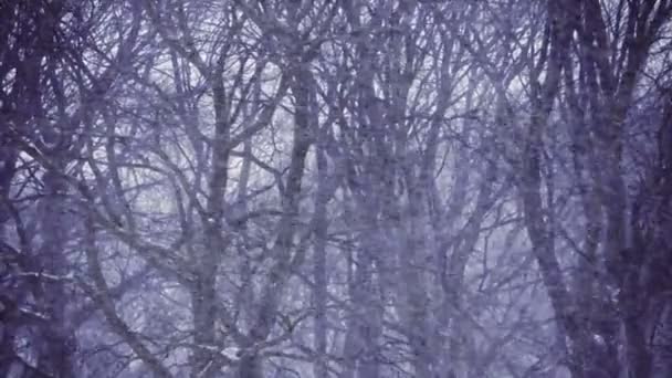 Massive Schneestürme Treffen Die Stadt Filmdreh Toronto — Stockvideo