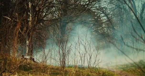 緑豊かな森の中に広がる野火のショットを確立する映画 クローズアップビュー 気候変動 自然災害だ — ストック動画