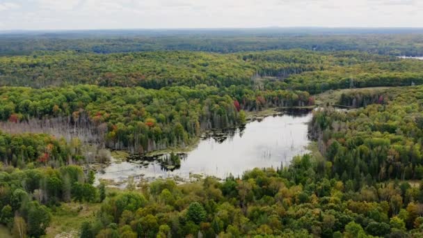 Antena Ustanawiająca Ujęcie Bujnej Ziemi Leśnej Późnym Latem Wczesną Jesienią — Wideo stockowe