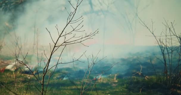 緑豊かな森の中に広がる野火のショットを確立する映画 クローズアップビュー 気候変動 自然災害だ — ストック動画