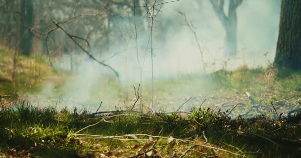 Cinemático Estabelecendo Tiro Incêndio Que Espalha Através Exuberante Floresta Verde — Vídeo de Stock
