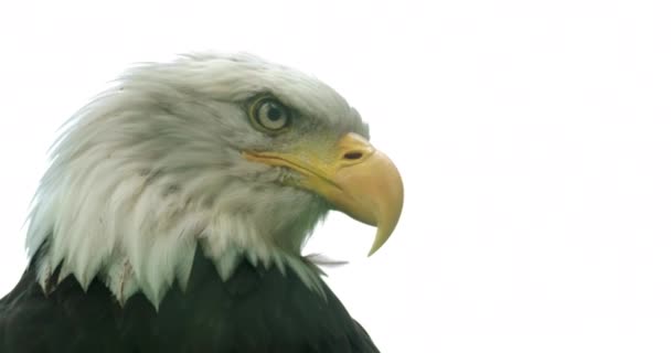 Portretul Unui Vultur Chel American — Videoclip de stoc