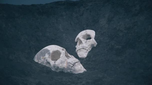 Crânios Enterrados Descobertos Solo — Vídeo de Stock