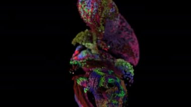 Değişen parçacık renkleri ve alfa mat ile akışkan simülasyon. 4K UHD canlandırması.