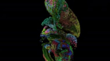 Değişen parçacık renkleri ve alfa mat ile akışkan simülasyon. 4K UHD canlandırması.