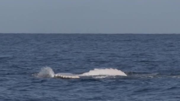 フカヒレの平手打ちを行うザトウクジラの非常にまれな映像 — ストック動画