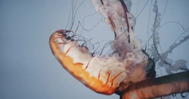 Büyük bir denizanasının inanılmaz sinematik portresi. 4K UHD görüntüsü.