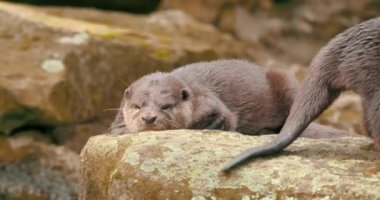 Meraklı bir Susamuru 'nun yakın plan portresi. 16- bit renk derinliğinde 4K sinematik görüntü.