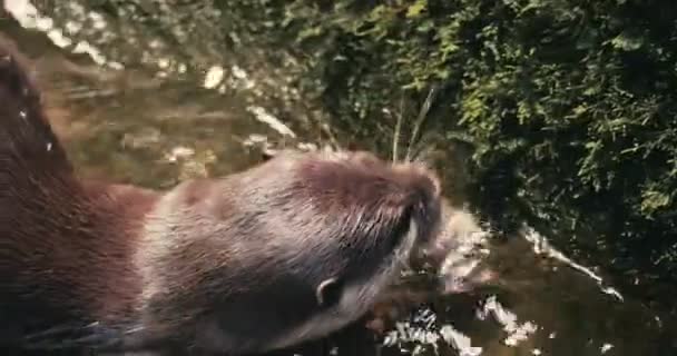 Closeup Shot Swimming Otter Uhd Footage — Stock Video