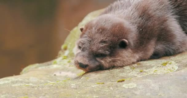 Een Close Upportret Van Een Nieuwsgierige Otter Filmmateriaal Weergegeven Bit — Stockvideo