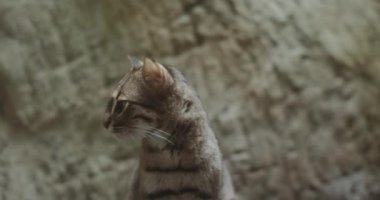 Paslı Benekli Kedi portresi. 4K UHD görüntüsü.