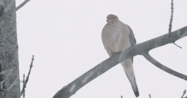Kar fırtınası sırasında güvercin. 4K UHD görüntüsü.