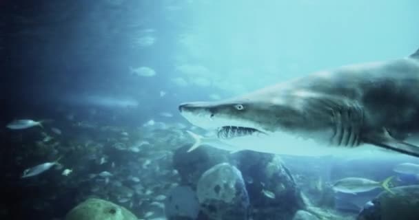 Retrato Cinematográfico Tiburón Grande Uhd — Vídeos de Stock