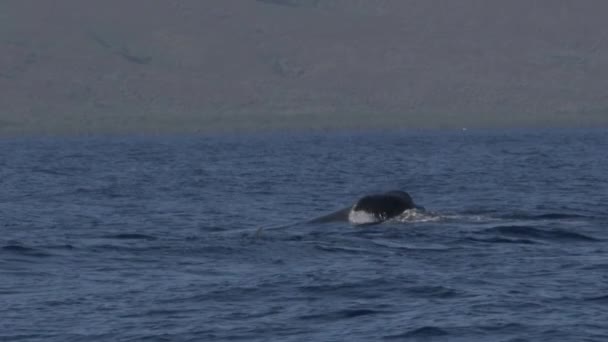 Εξαιρετικά Σπάνιο Υλικό Ενός Αρσενικού Φάλαινας Humpback Εκτελεί Μια Επιθετική — Αρχείο Βίντεο