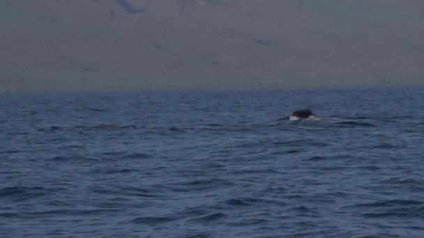 雄性座头鲸进行攻击性尾巴抛掷的镜头非常罕见 — 图库视频影像