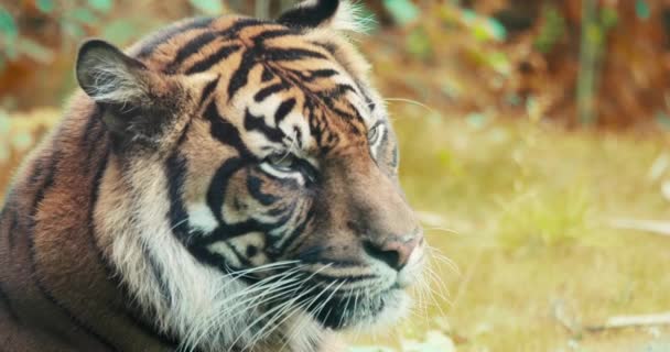 Портрет Сибірського Тигра Uhd Кадри — стокове відео