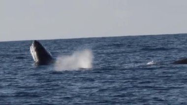 Tam kambur balina yarığının son derece nadir görüntüsü. Süper yavaş çekim.