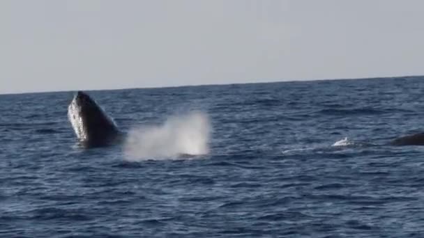 Extrémně Vzácný Výstřel Plného Průlomu Velryby Hrbaté Super Zpomalený Pohyb — Stock video