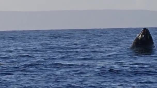 Εξαιρετικά Σπάνιο Χτύπημα Από Πλήρη Παραβίαση Φάλαινας Σούπερ Αργή Κίνηση — Αρχείο Βίντεο