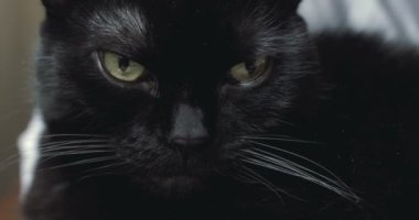 Ürkütücü görünümlü siyah bir kedi kameraya bakıyor. 4K.