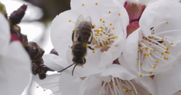 Bee Pollinates Cherry Blossom Cinematic Shot — Stock Video