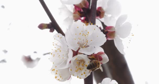 Bee Pollinates Cherry Blossom Cinematic Shot — Stock Video