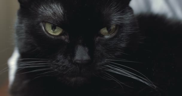Straszny Czarny Kot Gapiący Się Kamerę — Wideo stockowe