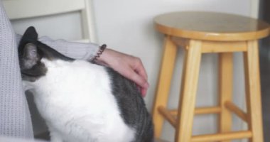 Siyah ve gri ev kedisi evcil hayvan gibi. Sinematik 4K çekimi.