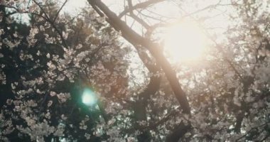 Yeni kiraz çiçekleri tam çiçekle gelir. Kopyalama alanı olan 4K UHD görüntüleri.