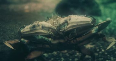 Dungeness Yengecinin sinematik portresi. 4K Yayın kalitesinde görüntüler.