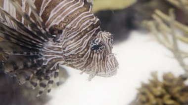 Aslan balığının inanılmaz yakın çekimi. 4K UHD görüntüsü.