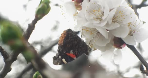 Butterfly Pollinates Cherry Blossom Uhd Footage Filmed Cinema Lenses — Stock Video