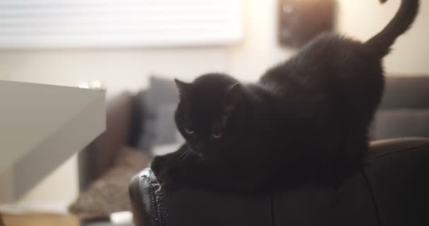 Czarny Dom Kot Robi Znaczące Szkody Nowy Skórzany Fotel — Wideo stockowe