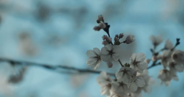 New Cherry Blossoms Peak Bloom Uhd Footage — Stock Video
