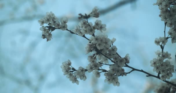 New Cherry Blossoms Arrive Full Bloom Uhd Footage Shallow Depth — Stock Video