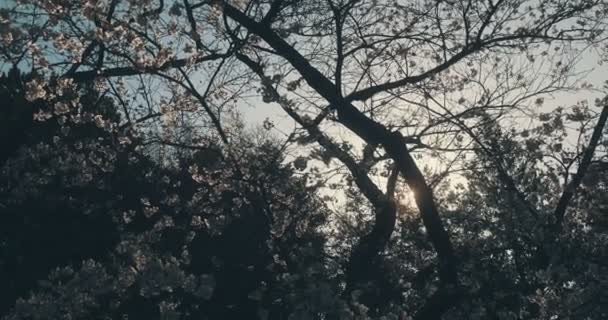 Новые Цветки Сакуры Появляются Полном Расцвете Uhd Видео Копировальным Пространством — стоковое видео