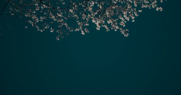 Новые Цветки Сакуры Появляются Полном Расцвете Uhd Видео Копировальным Пространством — стоковое видео