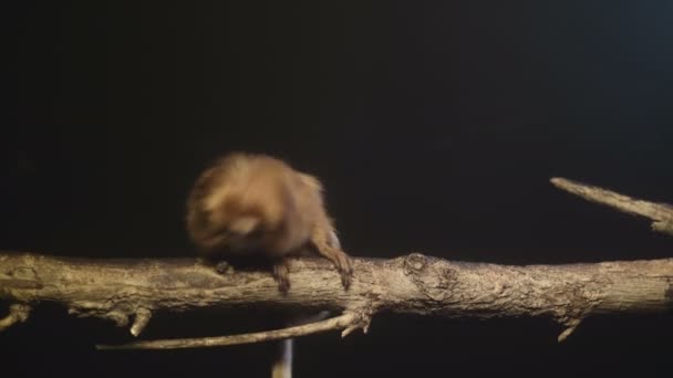 Une Paire Tamarin Lion Sur Une Branche Arbre Crépuscule — Video