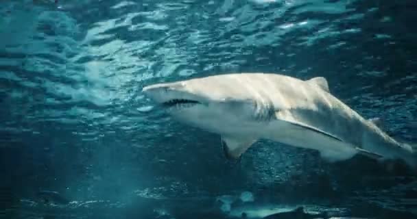 Křišťálově Čistý Filmový Portrét Míjejícího Žraloka Záběry Uhd — Stock video
