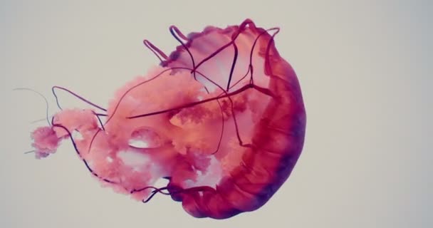 Increíblemente Cinematográfico Retrato Una Medusa Grande Imágenes Uhd — Vídeo de stock