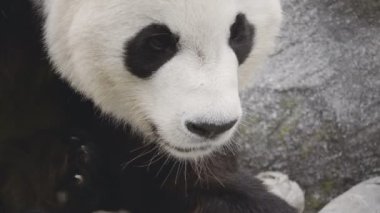 Şirin bir Panda 'nın yakın plan fotoğrafı.