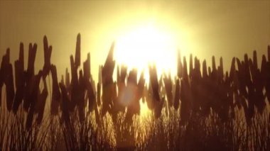 Güneş şafak vakti bir buğday tarlasının siluetinden yükselir.