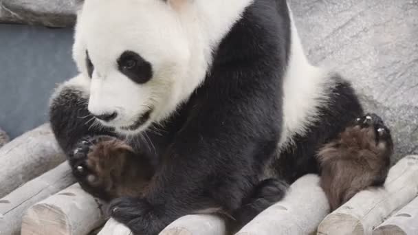 可爱的熊猫熊的特写镜头 — 图库视频影像